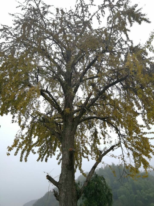 Ҧ̻Ϊ